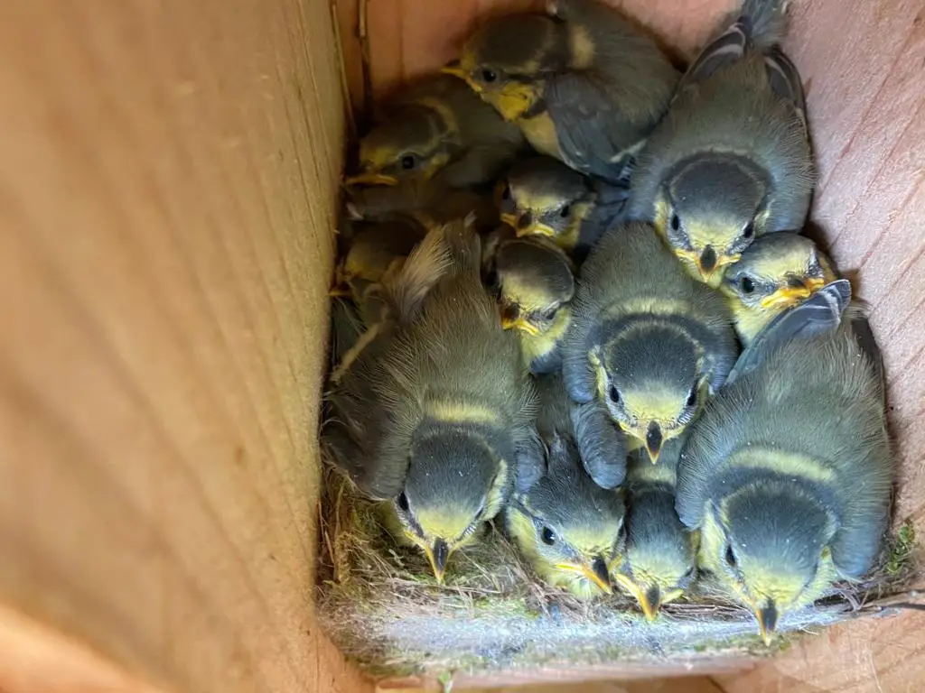 vol nestkastje aan de Alde Singel Jubbega