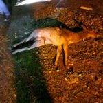 Aangereden damhert schoterlandseweg (3)