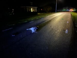 Aangereden damhert schoterlandseweg Heerenveen Lokaal
