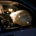 Aangereden damhert schoterlandseweg (6)